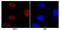 RB Binding Protein 5, Histone Lysine Methyltransferase Complex Subunit antibody, NB600-252, Novus Biologicals, Immunofluorescence image 