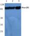 Complement factor I antibody, A00973, Boster Biological Technology, Western Blot image 