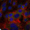 Fibrinogen Gamma Chain antibody, LS-C812601, Lifespan Biosciences, Immunofluorescence image 