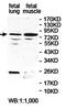 Prolyl 3-Hydroxylase 3 antibody, orb78373, Biorbyt, Western Blot image 