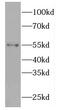 F-Box Protein 15 antibody, FNab03031, FineTest, Western Blot image 