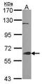 Growth Factor Receptor Bound Protein 7 antibody, PA5-27152, Invitrogen Antibodies, Western Blot image 