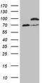 Inhibitor Of Nuclear Factor Kappa B Kinase Subunit Epsilon antibody, TA807632, Origene, Western Blot image 