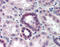 Cullin Associated And Neddylation Dissociated 2 (Putative) antibody, AP07562SU-N, Origene, Immunohistochemistry frozen image 