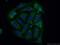 Cytoplasmic polyadenylation element-binding protein 4 antibody, 25342-1-AP, Proteintech Group, Immunofluorescence image 