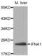 Interferon alpha-1/13 antibody, abx000668, Abbexa, Western Blot image 