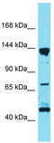 PTPRF Interacting Protein Alpha 3 antibody, TA332143, Origene, Western Blot image 