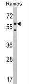 Electron Transfer Flavoprotein Dehydrogenase antibody, LS-C167841, Lifespan Biosciences, Western Blot image 