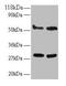 Endoplasmic reticulum resident protein 29 antibody, CSB-PA05345A0Rb, Cusabio, Western Blot image 