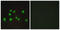 Elongin A2 antibody, LS-C119548, Lifespan Biosciences, Immunofluorescence image 