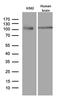 Argonaute RISC Component 1 antibody, MA5-27411, Invitrogen Antibodies, Western Blot image 
