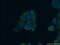 Mitochondrial Ribosomal Protein S10 antibody, 16030-1-AP, Proteintech Group, Immunofluorescence image 