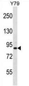 p84N5 antibody, AP54240PU-N, Origene, Western Blot image 