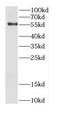Cell Division Cycle 14B antibody, FNab01516, FineTest, Western Blot image 