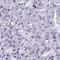 Cyclin Dependent Kinase 13 antibody, HPA059241, Atlas Antibodies, Immunohistochemistry frozen image 