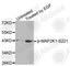 Mitogen-Activated Protein Kinase Kinase 1 antibody, AP0188, ABclonal Technology, Western Blot image 