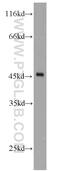 Double C2-like domain-containing protein beta antibody, 20574-1-AP, Proteintech Group, Western Blot image 
