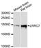 Leucine Rich Repeat Containing 7 antibody, LS-C748175, Lifespan Biosciences, Western Blot image 