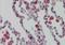 Caveolae Associated Protein 3 antibody, NBP1-44091, Novus Biologicals, Immunohistochemistry paraffin image 