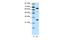 High Mobility Group Box 4 antibody, 29-138, ProSci, Western Blot image 