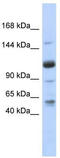 U2 SnRNP Associated SURP Domain Containing antibody, TA344056, Origene, Western Blot image 