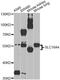 Monocarboxylate transporter 5 antibody, MBS126349, MyBioSource, Western Blot image 