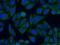 Mitotic Spindle Positioning antibody, 26338-1-AP, Proteintech Group, Immunofluorescence image 