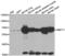 Stromelysin-3 antibody, abx002195, Abbexa, Western Blot image 