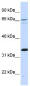 DFS70 antibody, TA337267, Origene, Western Blot image 