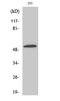 Solute Carrier Family 39 Member 7 antibody, A07719-1, Boster Biological Technology, Western Blot image 