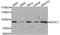 Argonaute RISC Component 1 antibody, orb373327, Biorbyt, Western Blot image 