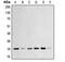 BAX antibody, LS-C351881, Lifespan Biosciences, Western Blot image 