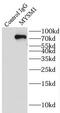 Histone H2A deubiquitinase MYSM1 antibody, FNab05527, FineTest, Immunoprecipitation image 