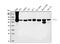 Phosphoenolpyruvate Carboxykinase 2, Mitochondrial antibody, M04772-2, Boster Biological Technology, Western Blot image 