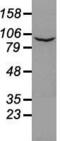 Prominin-2 antibody, GTX83794, GeneTex, Western Blot image 
