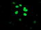 DNA Cross-Link Repair 1B antibody, M06378, Boster Biological Technology, Immunofluorescence image 
