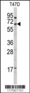 Cytochrome P450 4X1 antibody, 63-268, ProSci, Western Blot image 