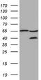 Zinc finger FYVE domain-containing protein 1 antibody, M10083, Boster Biological Technology, Western Blot image 