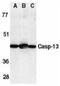 Caspase-13 antibody, NBP1-76812, Novus Biologicals, Western Blot image 