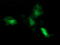Cell Division Cycle 123 antibody, LS-C174476, Lifespan Biosciences, Immunofluorescence image 