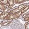 Peroxiredoxin 3 antibody, NBP2-38486, Novus Biologicals, Immunohistochemistry frozen image 