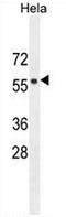 F-Box And WD Repeat Domain Containing 8 antibody, AP51638PU-N, Origene, Western Blot image 