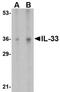 Raftk antibody, orb6034, Biorbyt, Western Blot image 