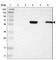 Complement C1r Subcomponent Like antibody, HPA011338, Atlas Antibodies, Western Blot image 
