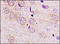 Glutamate Ionotropic Receptor NMDA Type Subunit 2D antibody, 251443, Abbiotec, Immunohistochemistry paraffin image 