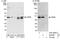 Cyclic AMP-responsive element-binding protein 1 antibody, A301-669A, Bethyl Labs, Western Blot image 