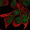 Zinc Finger Protein 878 antibody, NBP2-14770, Novus Biologicals, Immunofluorescence image 