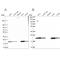 Mitochondrially Encoded Cytochrome C Oxidase II antibody, NBP2-37945, Novus Biologicals, Western Blot image 