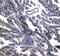 NADPH Oxidase 4 antibody, A00403, Boster Biological Technology, Immunohistochemistry frozen image 