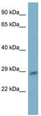 Inhibitor of growth protein 5 antibody, TA339852, Origene, Western Blot image 